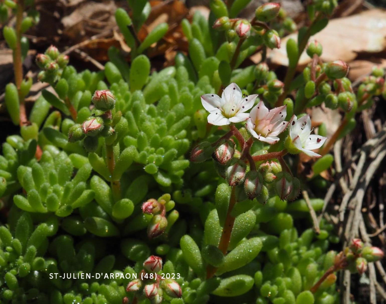 Stonecrop, Hairy